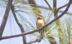 Empidonax fulvifrons
