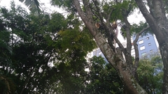 Cenostigma pluviosum