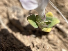 Acanthomintha obovata cordata