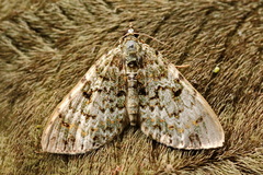 Spargania cultata