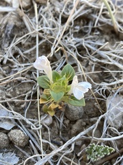 Acanthomintha obovata cordata
