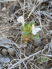 Acanthomintha obovata cordata
