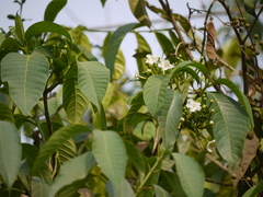 Tabernaemontana alternifolia