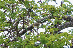 Eremomela scotops