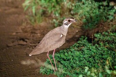 Rhinoptilus chalcopterus