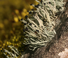 Pilophorus acicularis