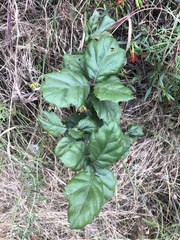 Quercus agrifolia agrifolia