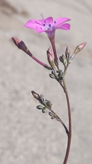 Saltugilia splendens