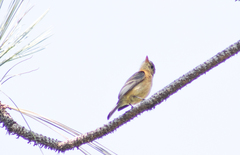 Empidonax fulvifrons