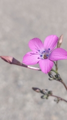 Saltugilia splendens