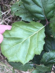 Quercus agrifolia agrifolia