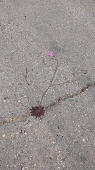 Saltugilia splendens