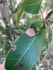 Stigmella oxyacanthella