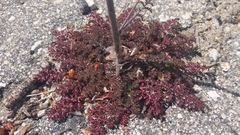 Saltugilia splendens