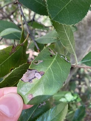 Stigmella oxyacanthella