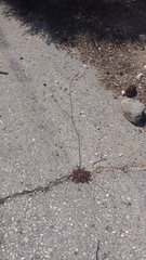 Saltugilia splendens