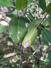 Stigmella oxyacanthella
