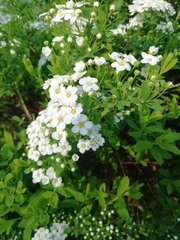 Spiraea cantoniensis