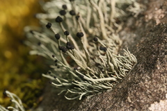 Pilophorus acicularis