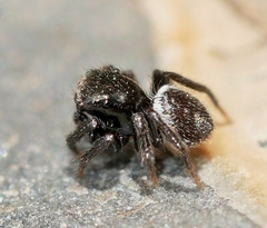 Chalcoscirtus diminutus