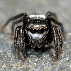 Chalcoscirtus diminutus