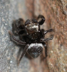 Chalcoscirtus diminutus