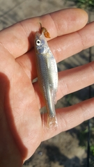 Notropis blennius