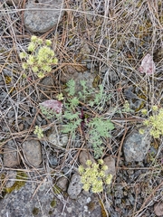 Lomatium papilioniferum
