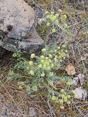 Lomatium papilioniferum