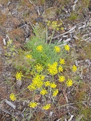 Lomatium papilioniferum