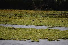 Jacana