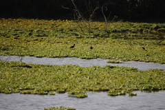 Jacana