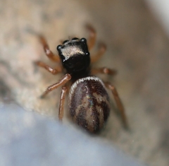 Chalcoscirtus diminutus