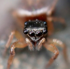 Chalcoscirtus diminutus