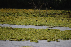 Jacana