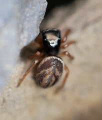 Chalcoscirtus diminutus