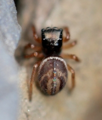 Chalcoscirtus diminutus