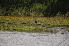 Jacana