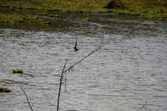 Jacana