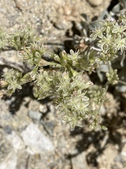Eriogonum saxatile