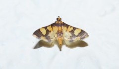 Orphanostigma angustale