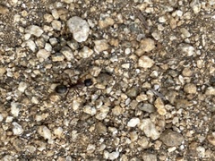 Camponotus dumetorum