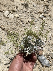 Eriogonum saxatile