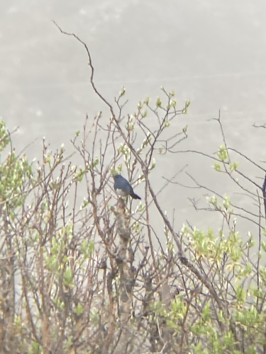 White-bellied Redstart (Luscinia phaenicuroides), photo 7