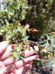 Berberis higginsiae
