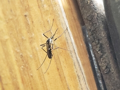 Aedes triseriatus