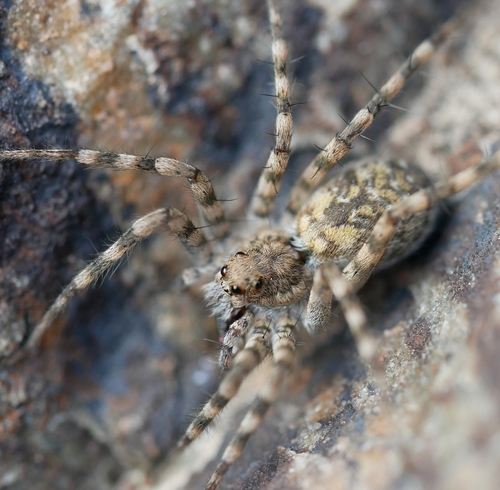 Stone Spider