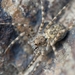 Pardosa lapidicina - Photo (c) Tobi (he/him), algunos derechos reservados (CC BY), uploaded by Tobi (he/him)