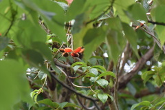 Sterculia parviflora