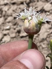 Allium howellii
